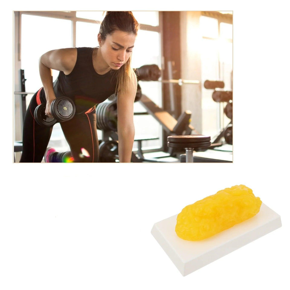 Réplica de Gordura de 1 Libra para Demonstração Anatômica - NutriPulse