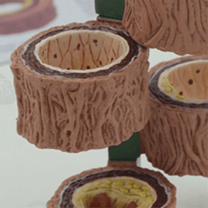 Modelo Anatômico de Artéria Humana 4 Peças - NutriPulse