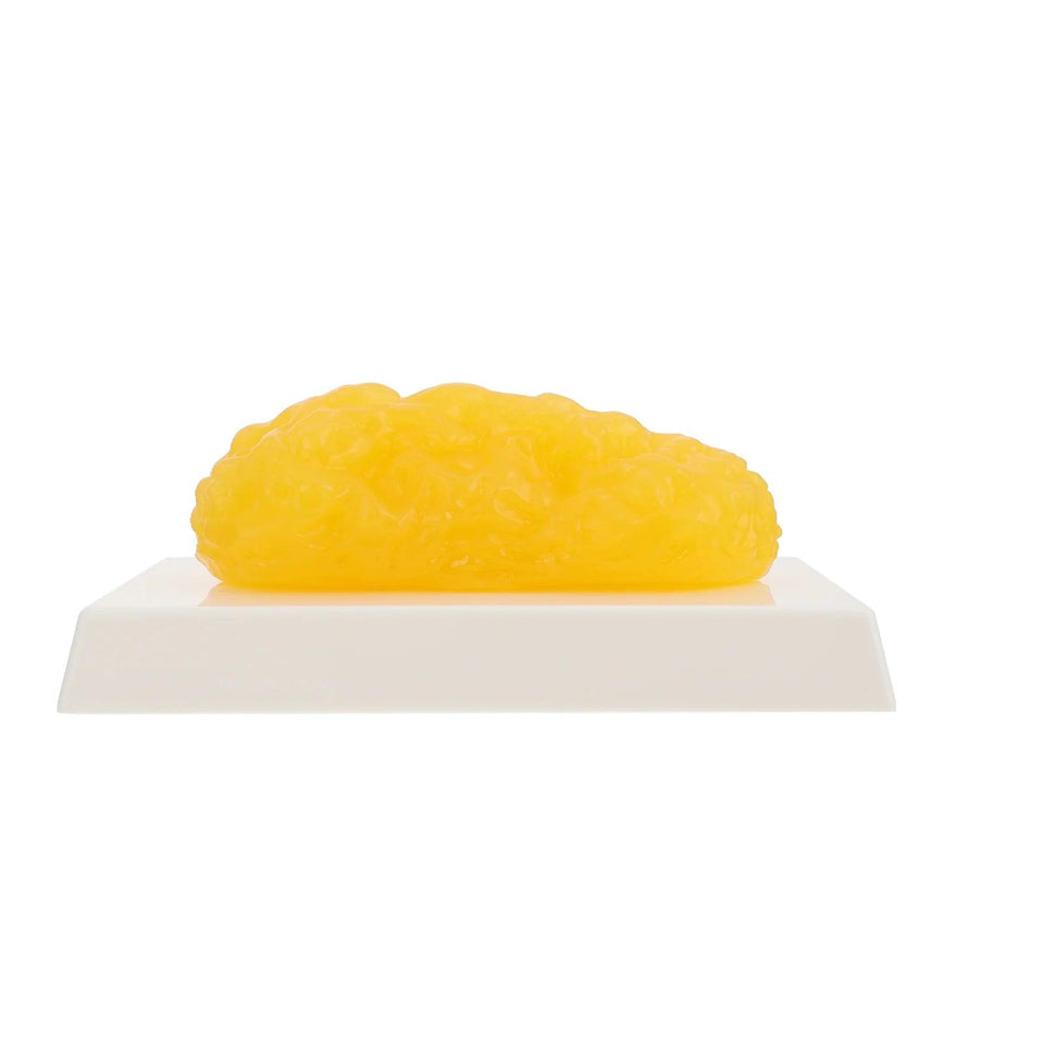 Réplica de Gordura de 1 Libra para Demonstração Anatômica - NutriPulse